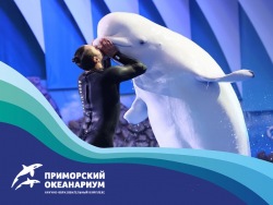 Дельфинарий Приморского океанариума готов принять больше посетителей